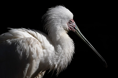 a069_magnification_03_jp