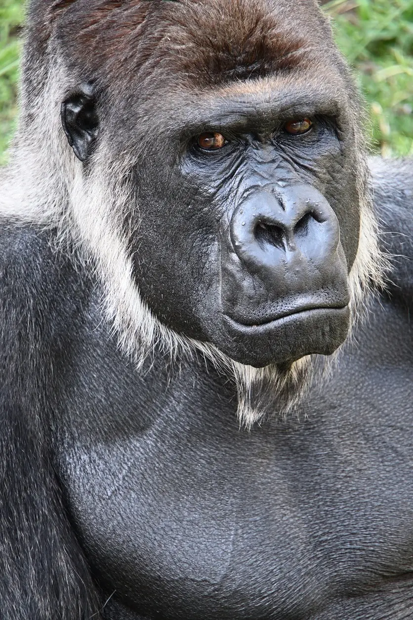 b061z_magnification_01_jp