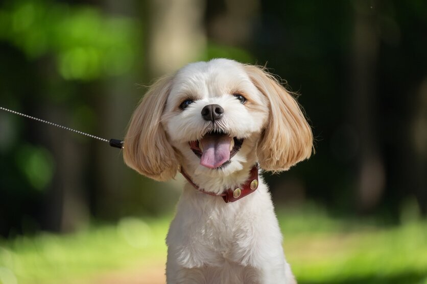 写真家 大澤 将之氏がタムロン50-300 F4.5-6.3 (Model A069)ソニー Eマウントで撮る、わんこ写真