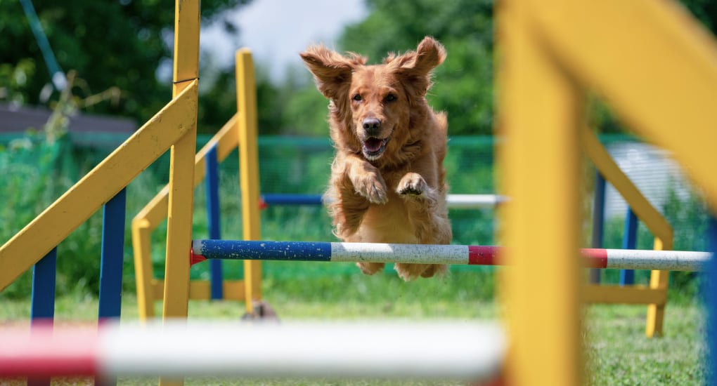 フォーカスリミッター