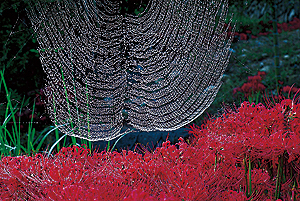 「朝露」　秋田 和征