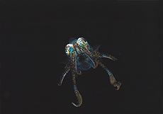 「地球外生命？」中島　賢友