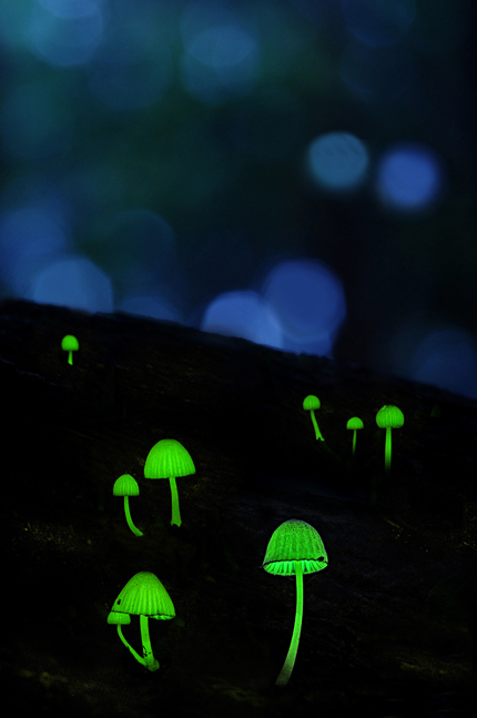 「森の宝石」山崎　稔 様