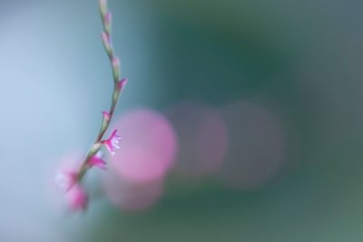 「希望」神谷　洋子 様