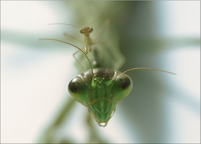 「親子の肖像」田中　昭三 様