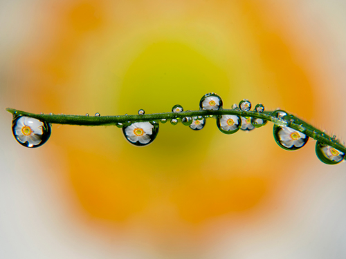 「朝露」ムー・タリフン 様