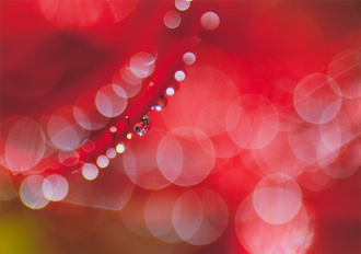 「時雨れの贈り物」田村　雅彦 様