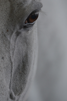 「見つめる」玉置　晴之 様