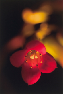 「独り咲き」紺野　淳 様