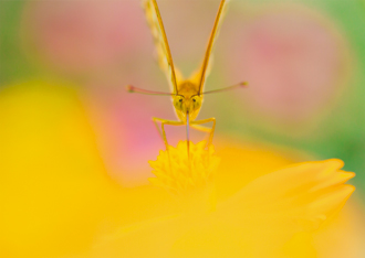 「あっぷっぷ」倉本　寛子 様