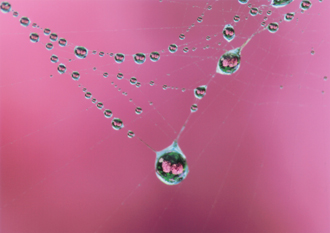 「お洒落な蜘蛛」松丸　きく 様