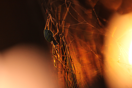 「夕に煌めく」山﨑　幸二 様