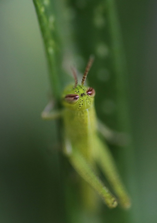 「ポーズ」大川　とみえ 様