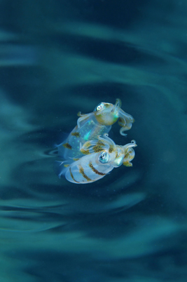 「水鏡」参木　正之 様