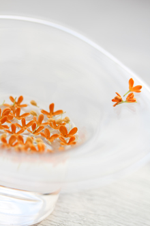 「優しい香り」山口 香 様