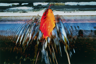 「落ち葉」滝澤　忠 様