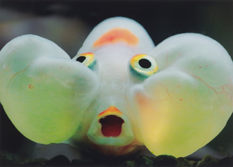 「叫び」西田　久子 様