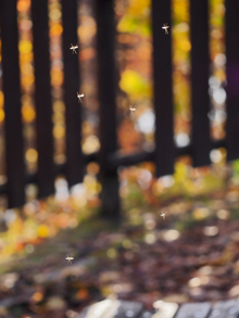 「天使の集う午後」宮本　典佳 様