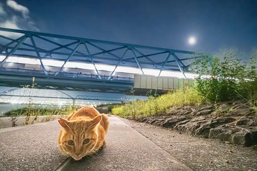 月明かりの下で