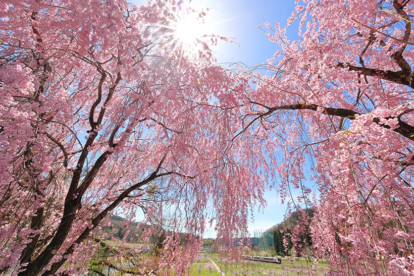 桜賞