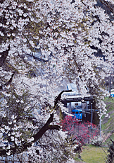 「桜のトンネル」 岡部 陽三