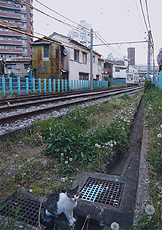 「いつもの夕方」 前田 明日夢