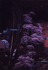 「春、夕暮れ」 花安 遥一郎