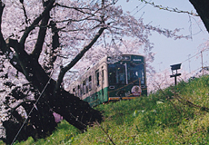 「桜吹雪の中で」 澤 龍太 様