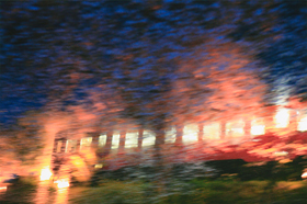 「桜吹雪」 山本 喜久夫 様