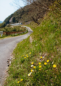 「たんぽぽの道」 嶋田 雄介 様