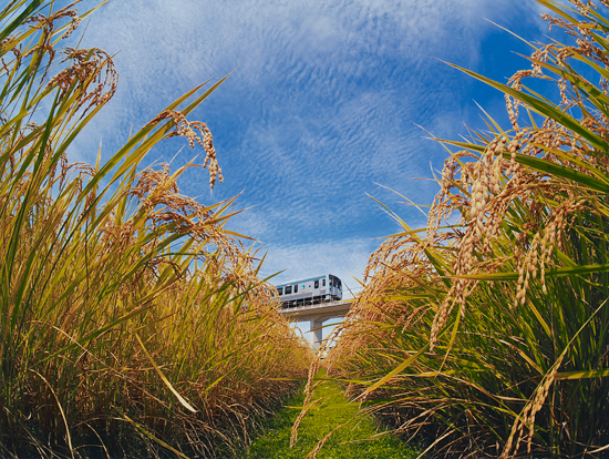 「稲穂、実る頃」 平田 晃一 様