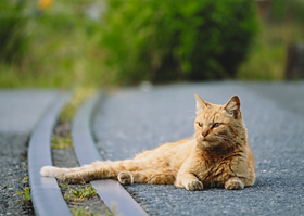 「引き込み線の昼さがり」 加藤 時将 様