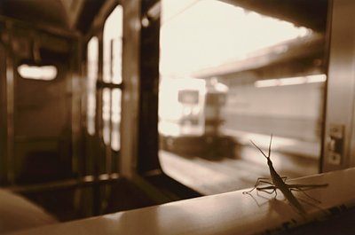 「青春バッタの旅」 佐野 達彦 様