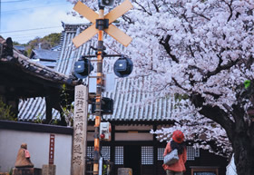 「一期のとき」 柳田 愛子 様