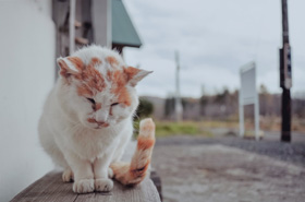 「汽車はまだかにゃん?」 小柳 裕輔 様