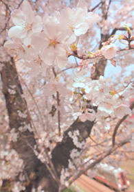 「春爛漫」 小野 眞嵩 様