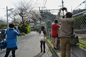 「桜と花形」 吉田 梨紗 様