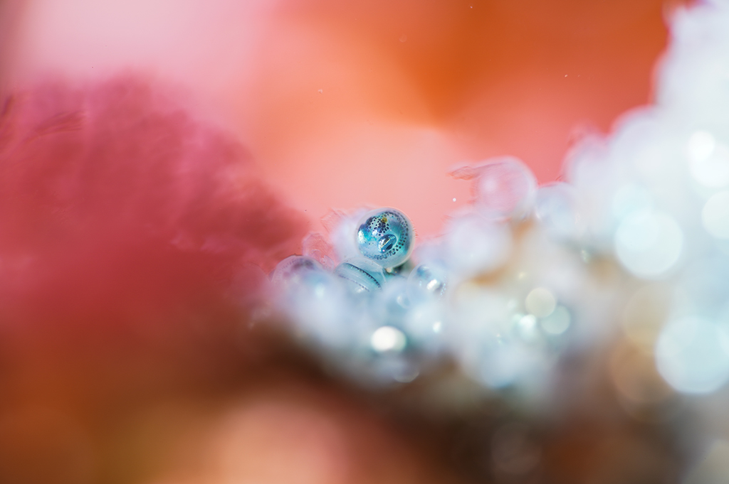 「TAMRON フォトコンテスト 2025」金賞　マクロ